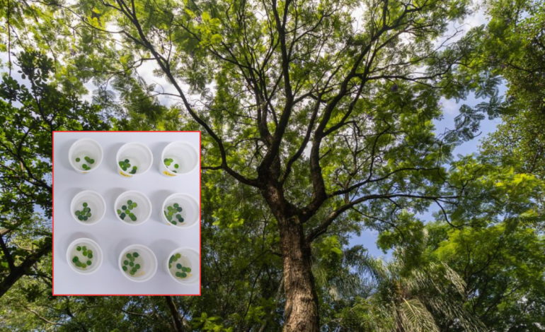 Según la investigación, seis especies de árboles serían la clave para combatir la contaminación del aire en Medellín
