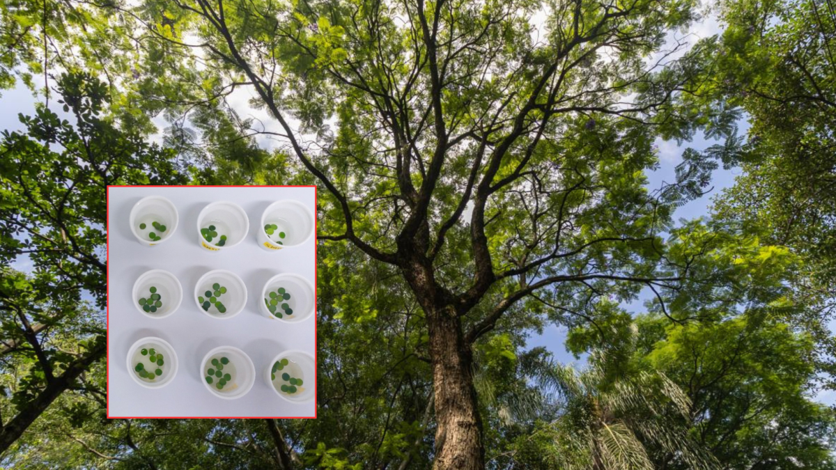 Según la investigación, seis especies de árboles serían la clave para combatir la contaminación del aire en Medellín