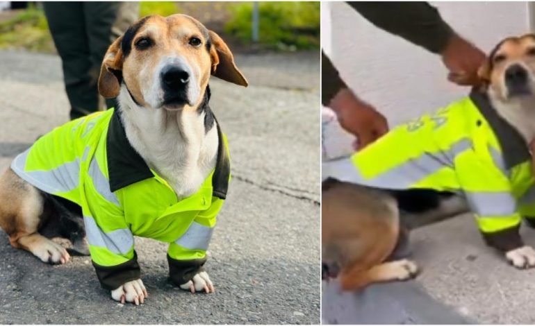 Adolfo, un perro policial que cautivó las redes sociales cuando la patrulla y la fuerza pública en Quindi