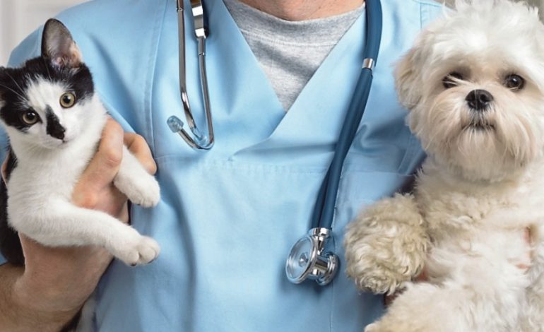 Día del Veterinaria Mundial: Celebrando un trabajo importante para animales y humanos