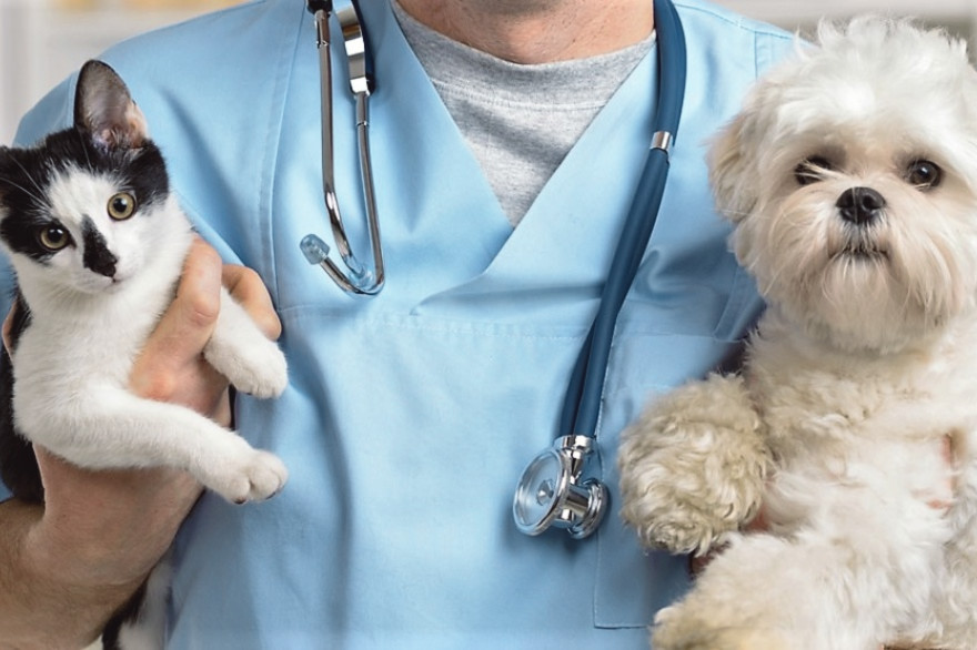 Día del Veterinaria Mundial: Celebrando un trabajo importante para animales y humanos