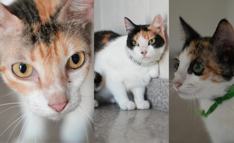 El sábado, más de 200 gatos están buscando una casa