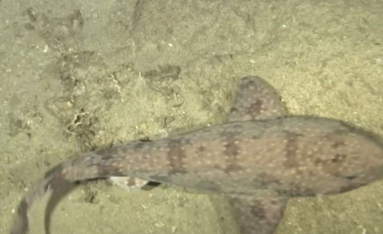 El tiburón de gato pintado: un hallazgo único en profundidad en Timor-Stete