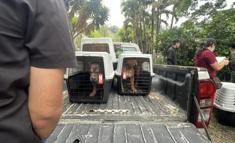 Una sanción drástica hacia la supuesta granja de animales ilegales en Cali: estaban en condiciones desproporadas