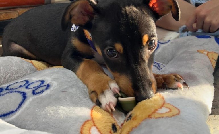 La indignación brutal superando al perro por solo tres meses en Villavicencio
