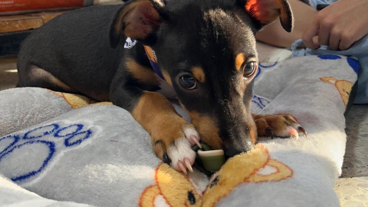 La indignación brutal superando al perro por solo tres meses en Villavicencio