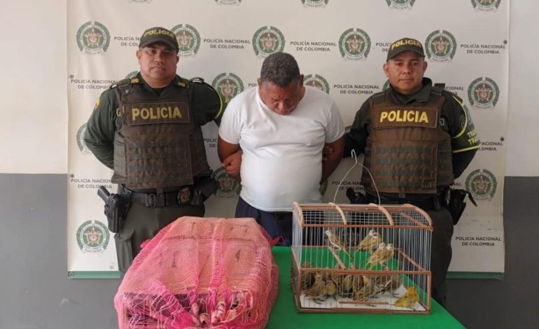 50 canarios y hombre capturado fueron salvados
