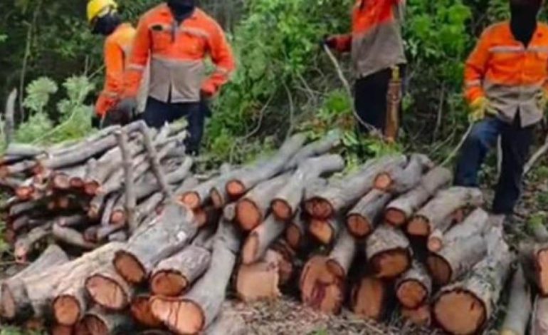presunto ecocidio en Santa Marta