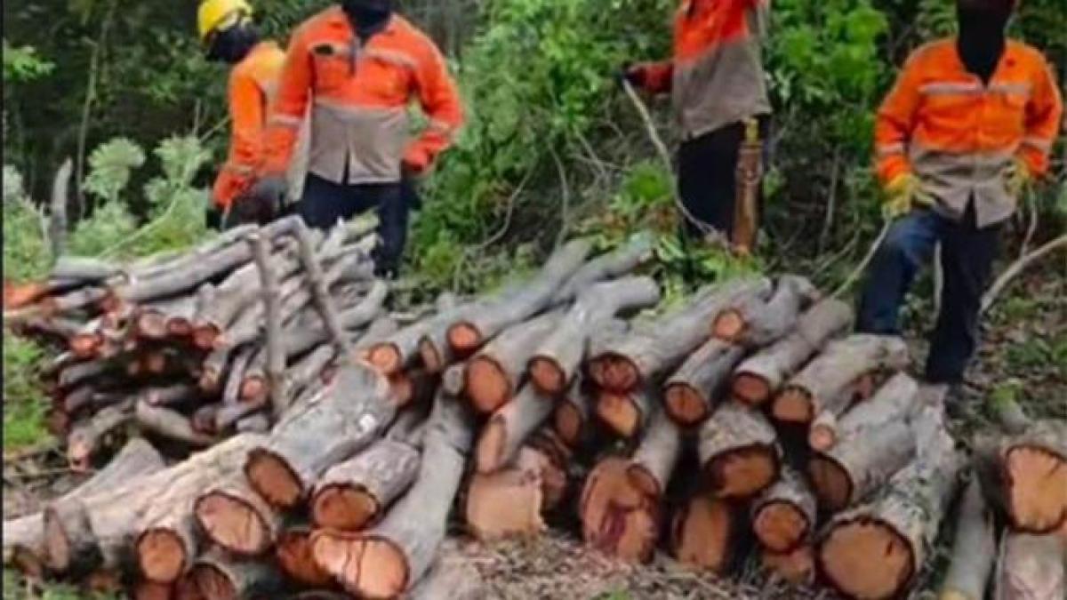 presunto ecocidio en Santa Marta