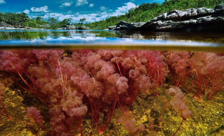 Caño Cristales, joya de meta turística
– Primer plano