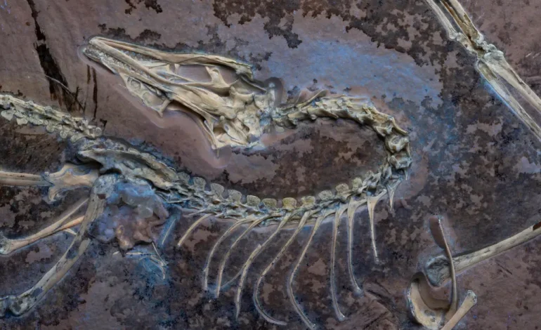 Chicago Archaeopteryx: Un descubrimiento que redefine el desarrollo del vuelo