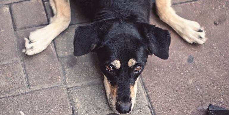 Día del perro mundial sin raza: una fecha para promover la adopción
– Primer plano