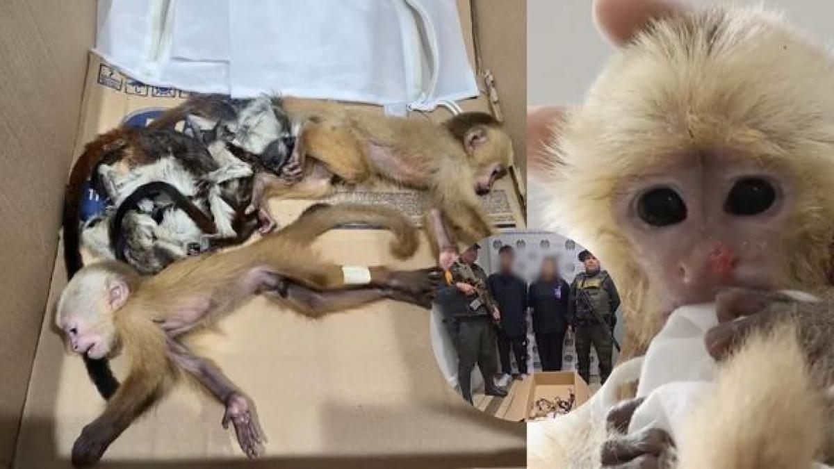 Encuentran 6 monos infantiles en las partes íntimas de los extranjeros que intentaron pasar por el aeropuerto de Medellín.