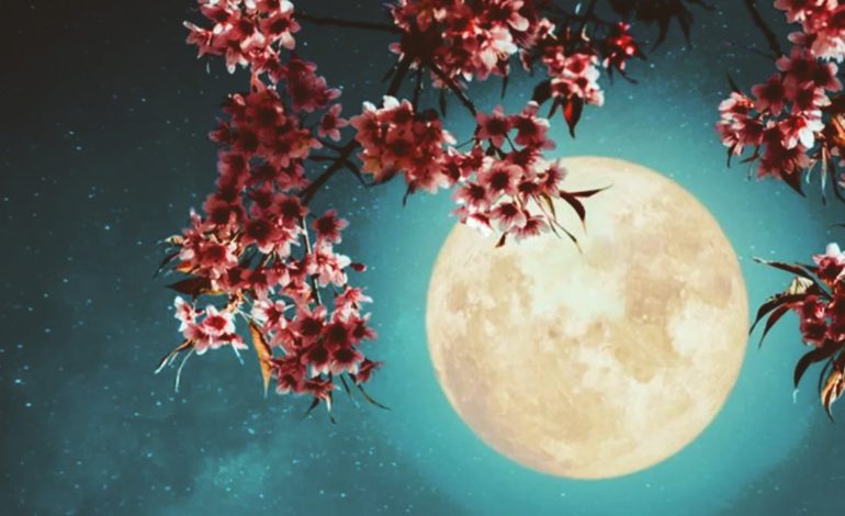 La flor de la flor 2025 nos da un espectáculo natural único