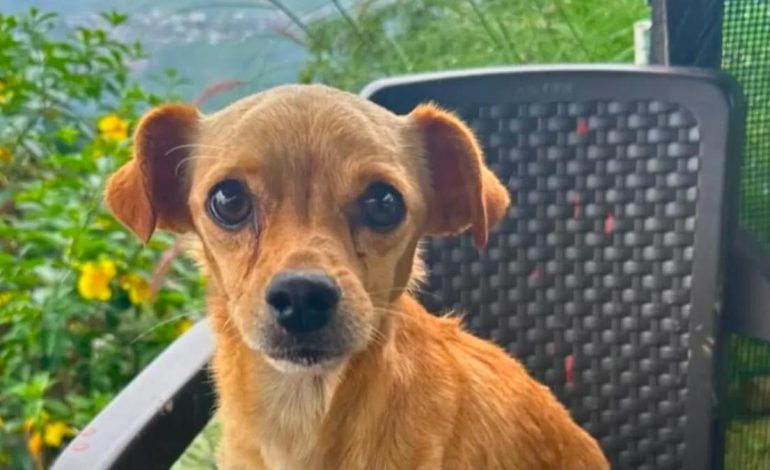La historia de Tony, un cachorro salvado después de cinco días bajo un descanso en Quindi