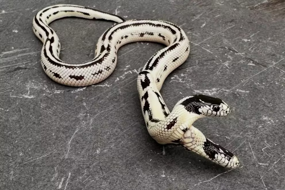 «La increíble serpiente de dos cabezas que desafía a la naturaleza y cautiva la ciencia