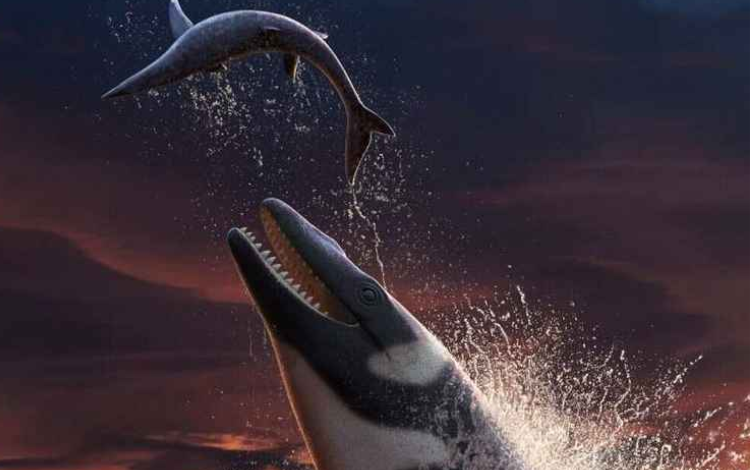 El increíble depredador azul marino de Marruecos
– Primer plano