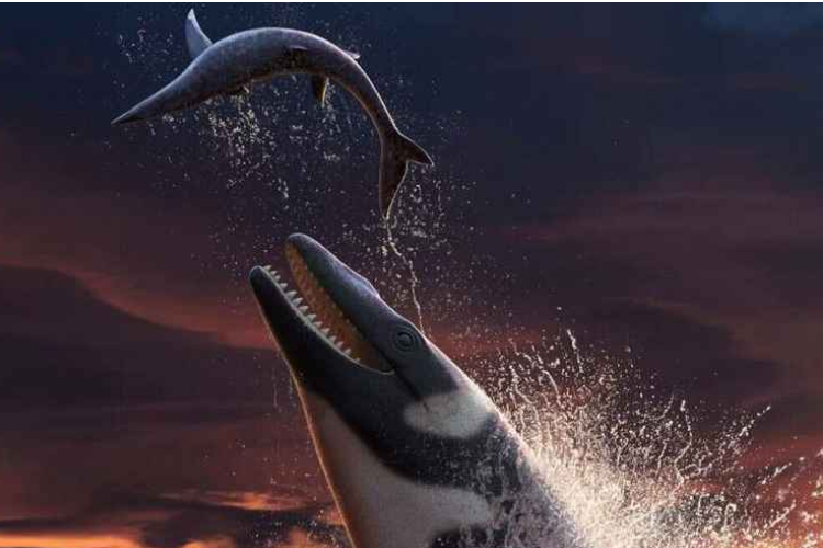 El increíble depredador azul marino de Marruecos

 – Primer plano