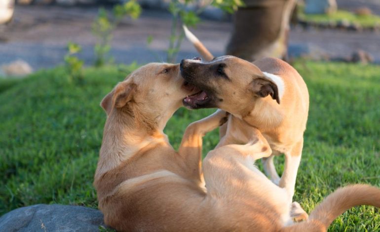 Menor de Sampés Indígena Cabildo (Sucre) fue llevado a luchar por un mal tratamiento del perro
– Primer plano