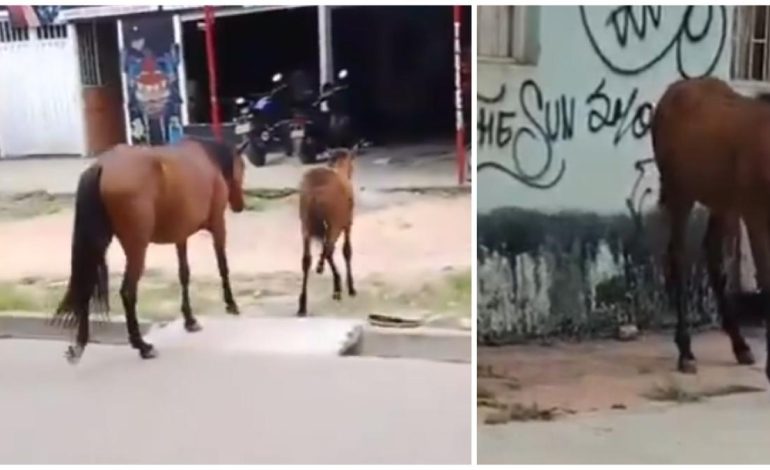 El motociclista metió el potro en Ibagué y se rompió la pierna: los voluntarios lograron ayudar
– Primer plano
