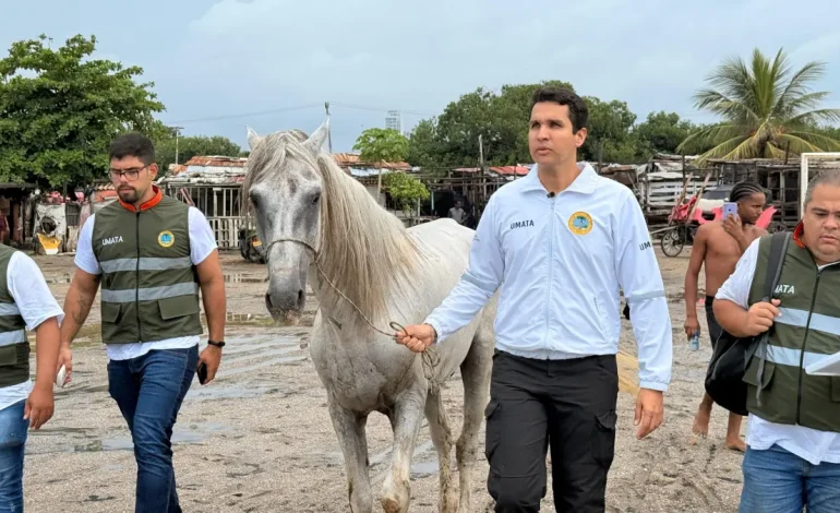 La oficina del alcalde de Kartagena salva a un caballo mal tratado y progresa en el progreso legal contra el agresor, que sigue siendo un fugitivo
– Primer plano