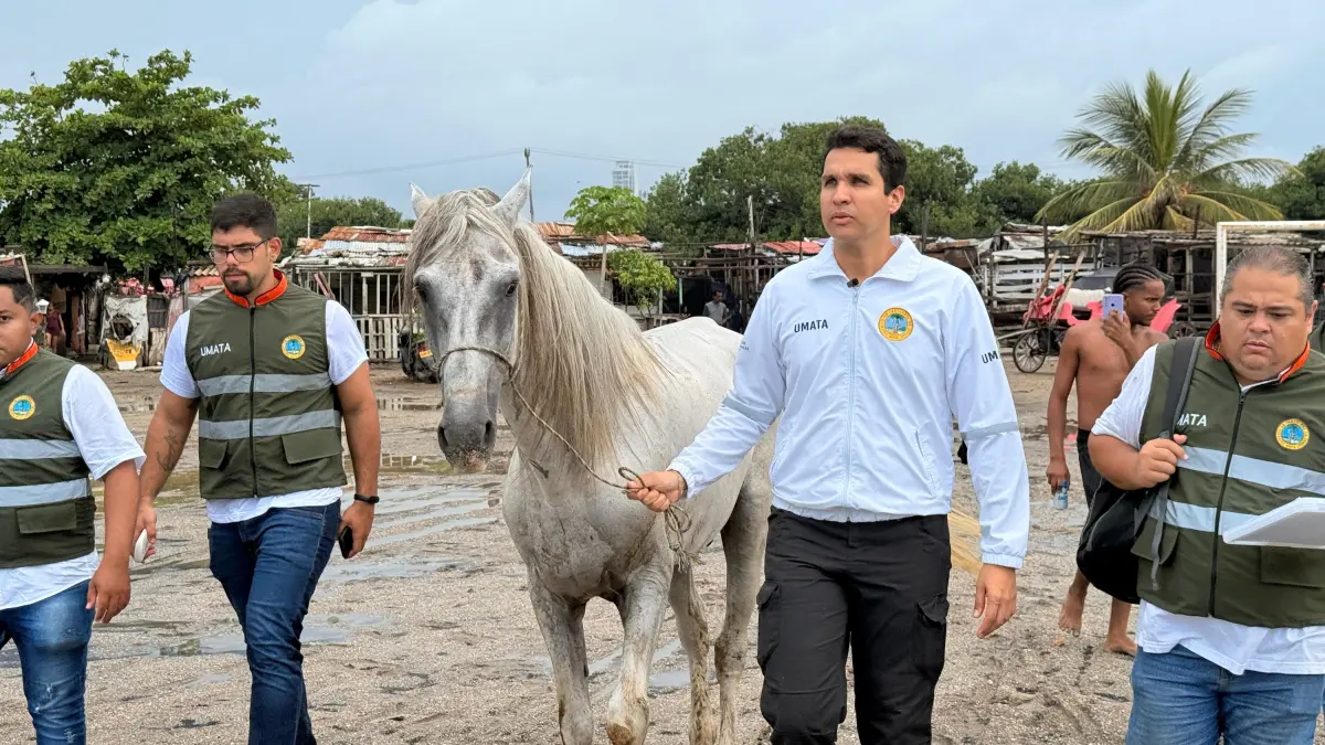 La oficina del alcalde de Kartagena salva a un caballo mal tratado y progresa en el progreso legal contra el agresor, que sigue siendo un fugitivo

 – Primer plano