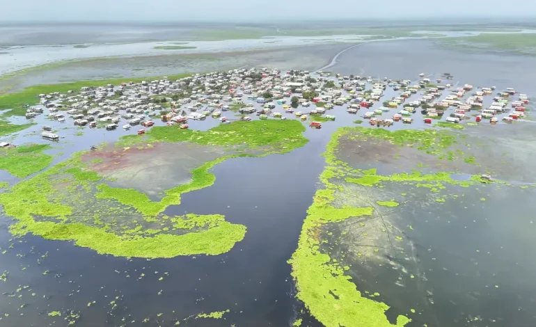 La planta invasiva pone vida en uno de los pueblos de Palafitos con Ciénaga Grande de Santa Marta
– Primer plano