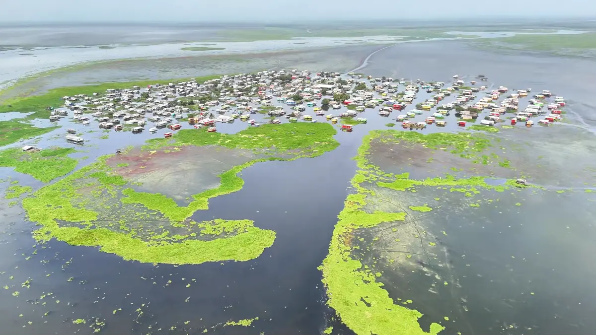La planta invasiva pone vida en uno de los pueblos de Palafitos con Ciénaga Grande de Santa Marta

 – Primer plano