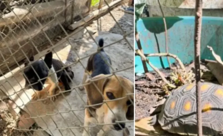 La indignación de Palmir a un hombre que tenía 15 animales en cautiverio y en condiciones inciertas: fue capturado
– Primer plano