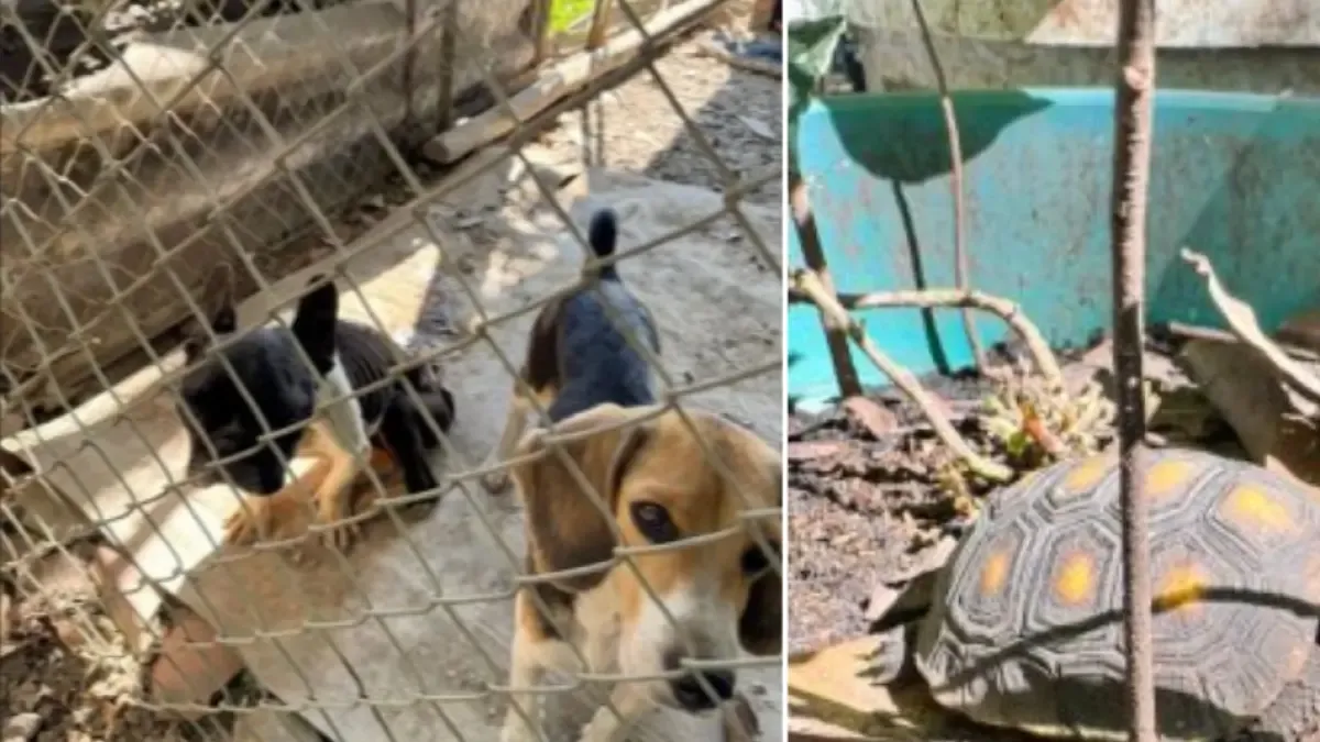La indignación de Palmir a un hombre que tenía 15 animales en cautiverio y en condiciones inciertas: fue capturado

 – Primer plano