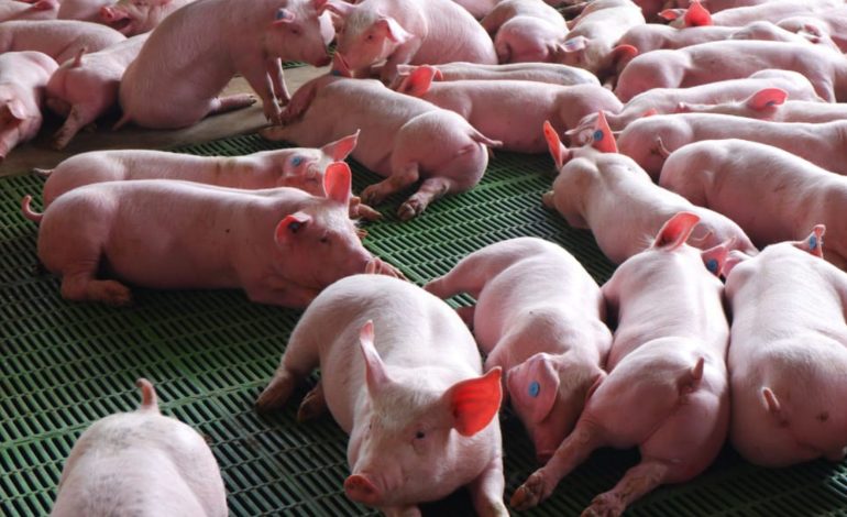 Aprenda en Agroexpo 2025 cómo ser informado se aplica en la cría colombiana de cerdos

 – Primer plano