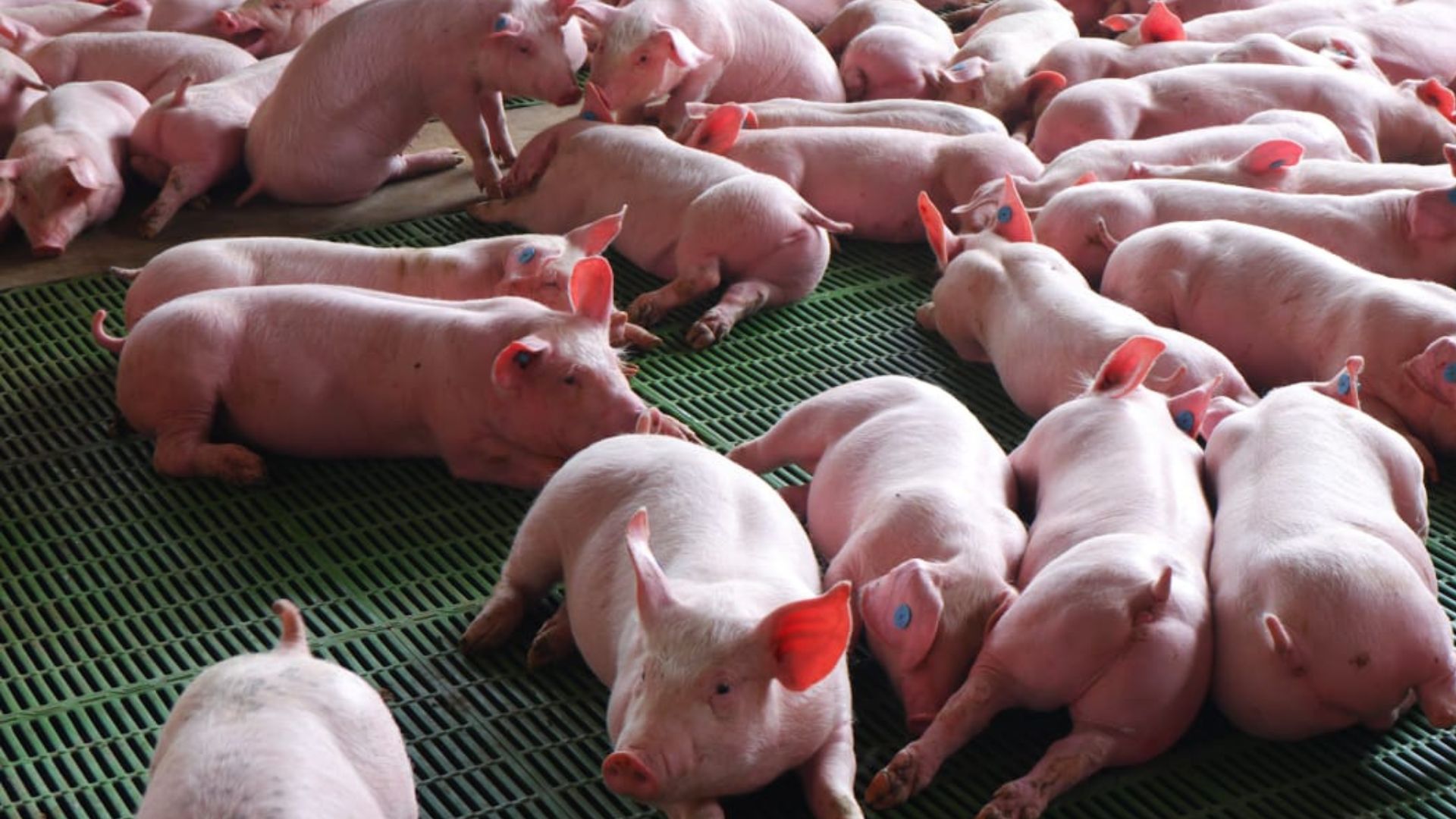 Aprenda en Agroexpo 2025 cómo ser informado se aplica en la cría colombiana de cerdos

 – Primer plano