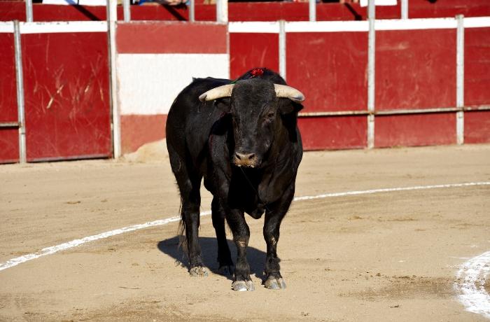 Día del Mundo Antitaurhin: El mundo levanta la voz contra una práctica que pierde fuerza

 – Primer plano