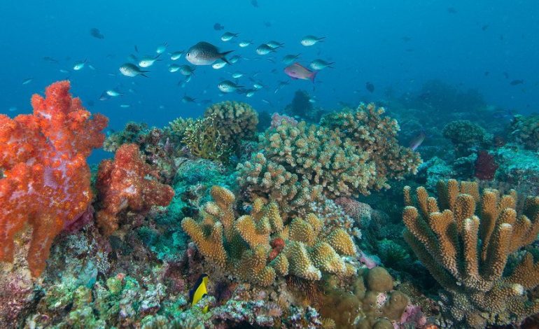 Día del Océano Mundial: un llamado urgente para la vida marina

 – Primer plano