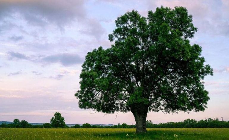 Día del árbol mundial: una fecha para reconectarse con la naturaleza
– Primer plano
