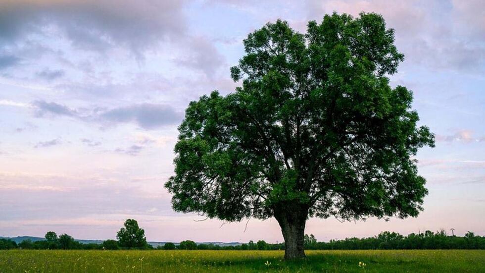 Día del árbol mundial: una fecha para reconectarse con la naturaleza

 – Primer plano