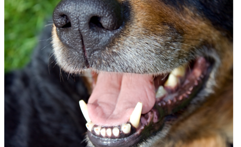 El distrito de Cartagena ofrece un premio por agresión brutal con un machete para un perro
– Primer plano