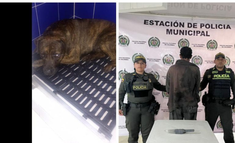 El perro sufrió una herida en la espada
– Primer plano
