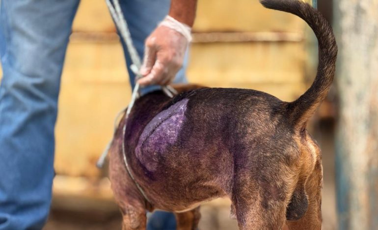 Los agresores de perros jóvenes en Cartaagen son entregados en el fiscal y serán procesados por usar animales
– Primer plano