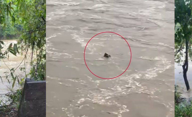 Una tragedia en el río Güjar, gol, balsas y kayak, que destruye con varios turistas: «nadan los cuerpos»
– Primer plano