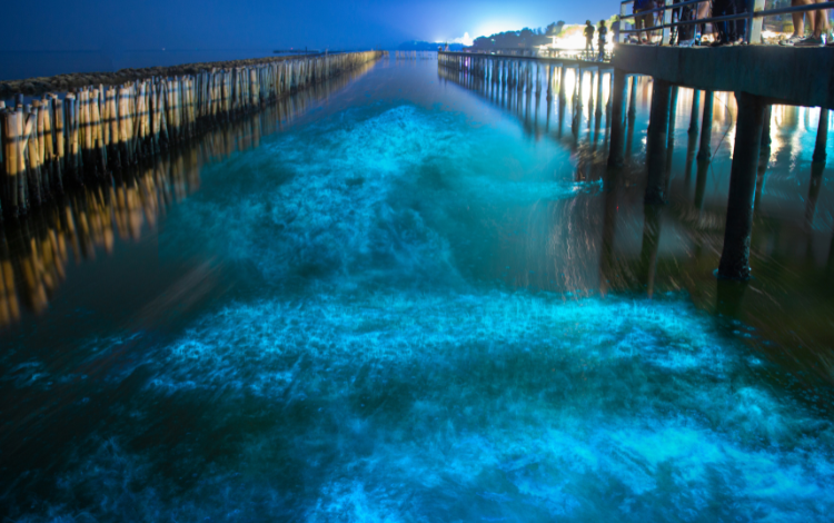 Una muestra fascinante de luces en el mar de Japón
– Primer plano
