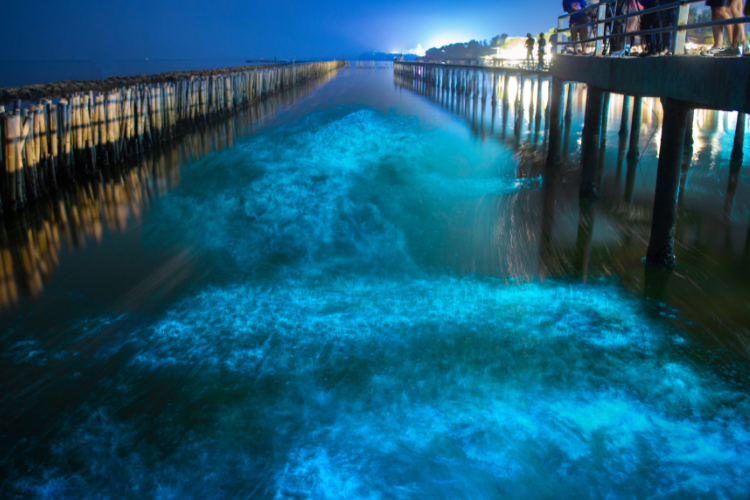 Una muestra fascinante de luces en el mar de Japón

 – Primer plano