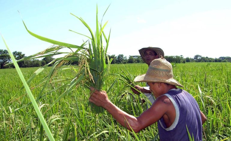 Rice Strike hoy 14 de julio

 – Primer plano