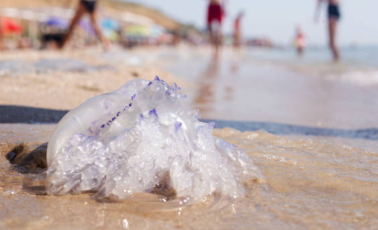 Aguamalas causaría explosiones de baño

 – Primer plano