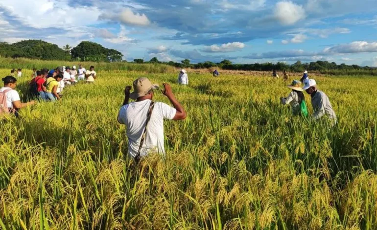 Para el drama de Ricemen que están llorando por la ayuda del gobierno, afectarán la lluvia y salvarán una nueva huelga

 – Primer plano
