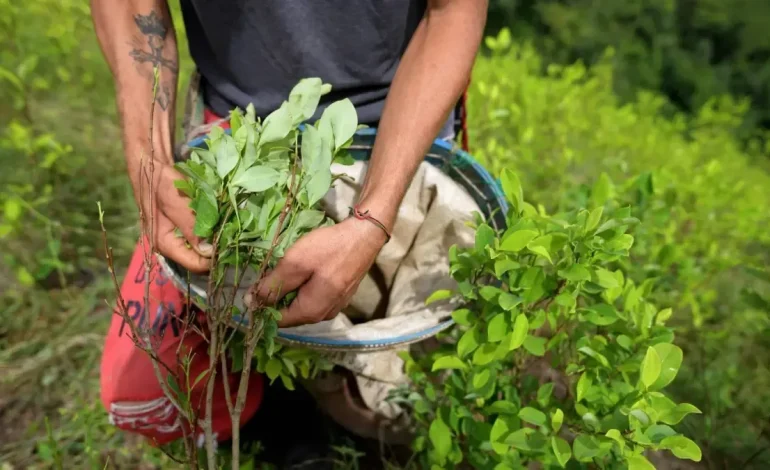 Reemplazar cultivos ilegales sería eliminar más de $ 487 mil millones del tráfico de drogas al sistema financiero colombiano

 – Primer plano