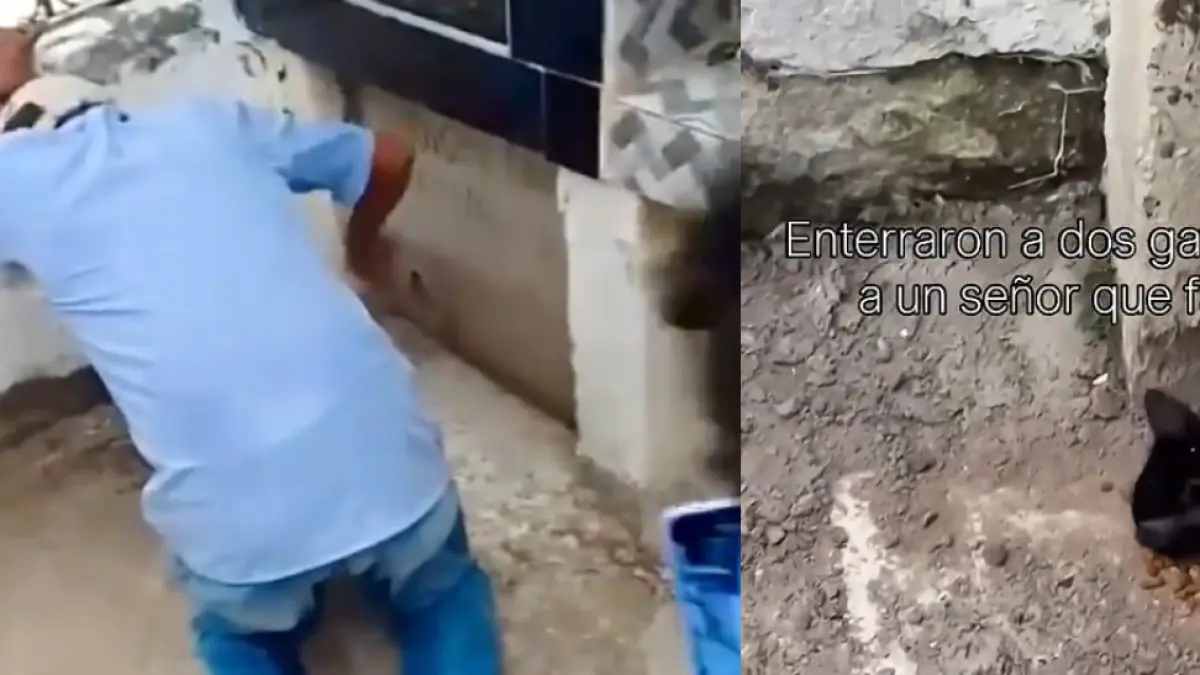 La indignación de los gatos que fueron enterrados vivos con su dueño en Sucre: fue un rescate

 – Primer plano