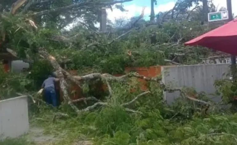 El árbol gigante se derrumbó en el centro de recreación, dejando a 20 heridos en Valle del Cauca: lo que se sabe
– Primer plano