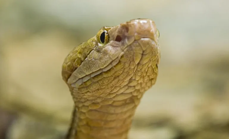 Desde 2024, se han salvado más de 250 mangueras en el área metropolitana en el valle de Aburrá; La mayoría de ellos vienen a la ciudad por tráfico ilegal.

 – Primer plano