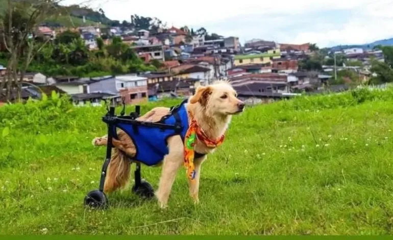 Valentín, un cachorro de Kreol que fue disparado y abandonado por su discapacidad, ahora corre felizmente en una silla de ruedas por las calles de Caldas

 – Primer plano